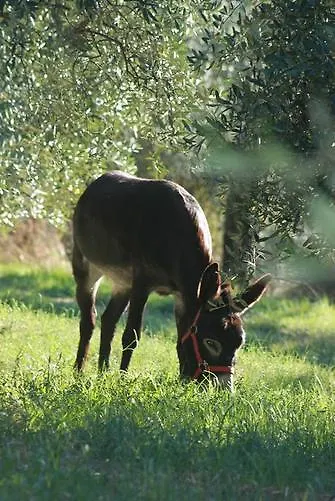 Agriturismo Podere Zollaio Vinci 0*,  Italia